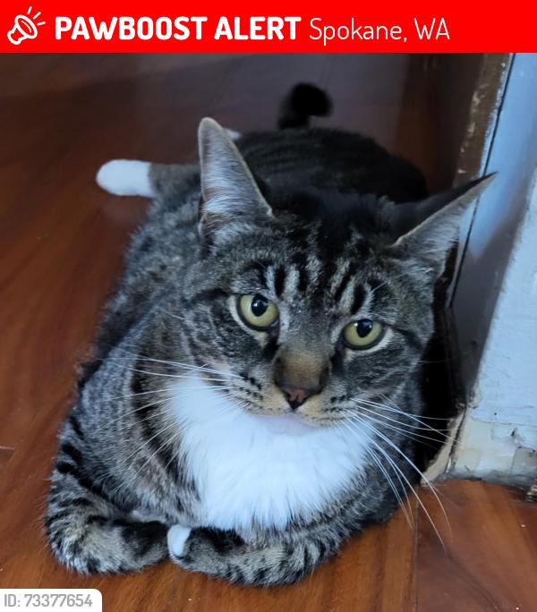 Lost Male Cat last seen Myrtle and 35th, Spokane, WA 99223