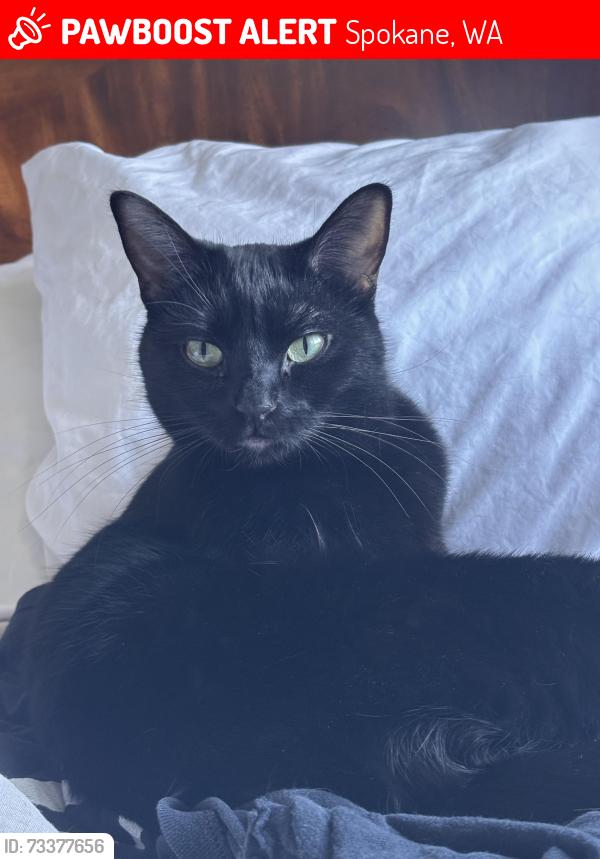 Lost Female Cat last seen Freya and 44th, Spokane, WA 99223