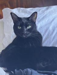 Lost Female Cat last seen Freya and 44th, Spokane, WA 99223