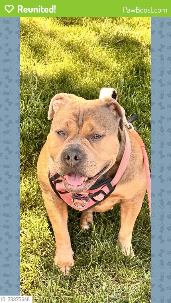 Reunited Female Dog last seen Near Wilkesboro Ave, Modesto, CA 95357, Modesto, CA 95357