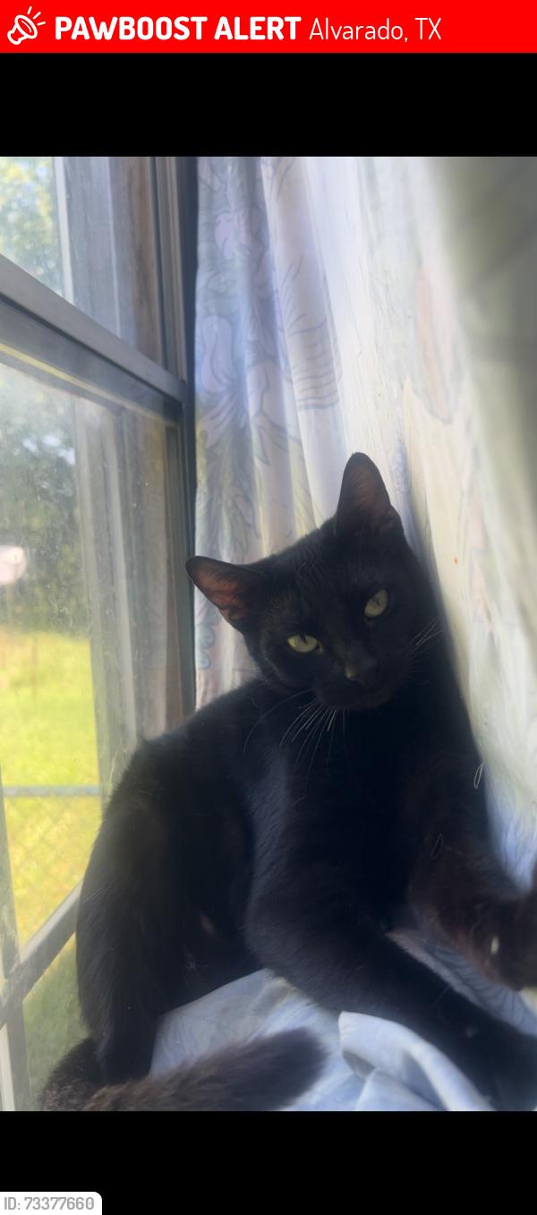 Lost Female Cat last seen Highway 67, Alvarado, TX 76009