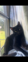 Lost Female Cat last seen Highway 67, Alvarado, TX 76009