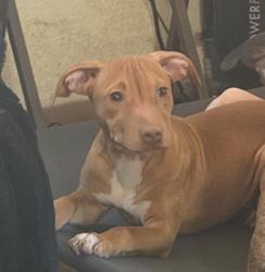 Reunited Female Dog last seen old auburn and sunrise, Citrus Heights, CA 95610