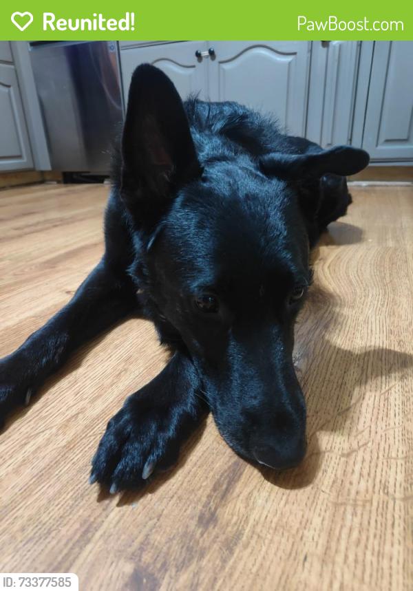 Reunited Male Dog last seen Wildflower Park, Sandy, UT 84092
