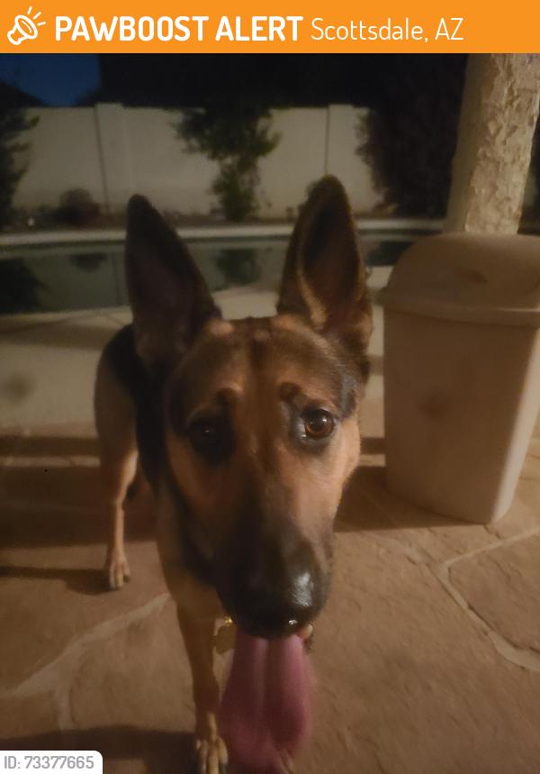 Found/Stray Unknown Dog last seen 86th st Chaparral, Scottsdale, AZ 85250