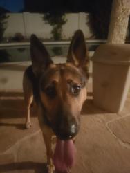 Found/Stray Unknown Dog last seen 86th st Chaparral, Scottsdale, AZ 85250
