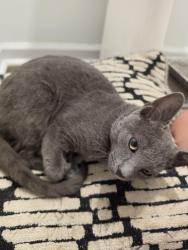 Found/Stray Male Cat last seen Caitlin Crossing, Lillington, NC 27546