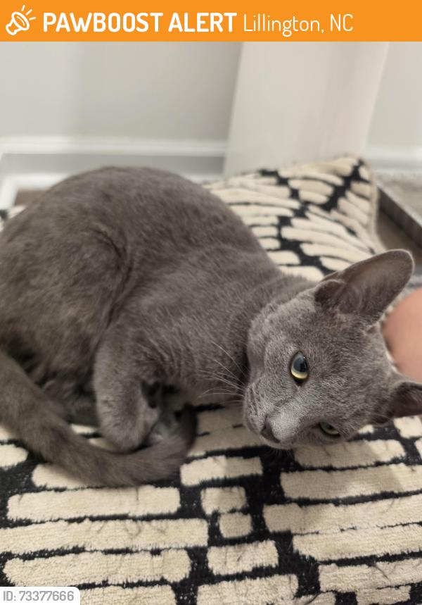 Found/Stray Male Cat last seen Caitlin Crossing, Lillington, NC 27546