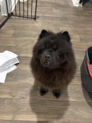Reunited Female Dog last seen Cacao tree lane, Jacksonville, FL 32218