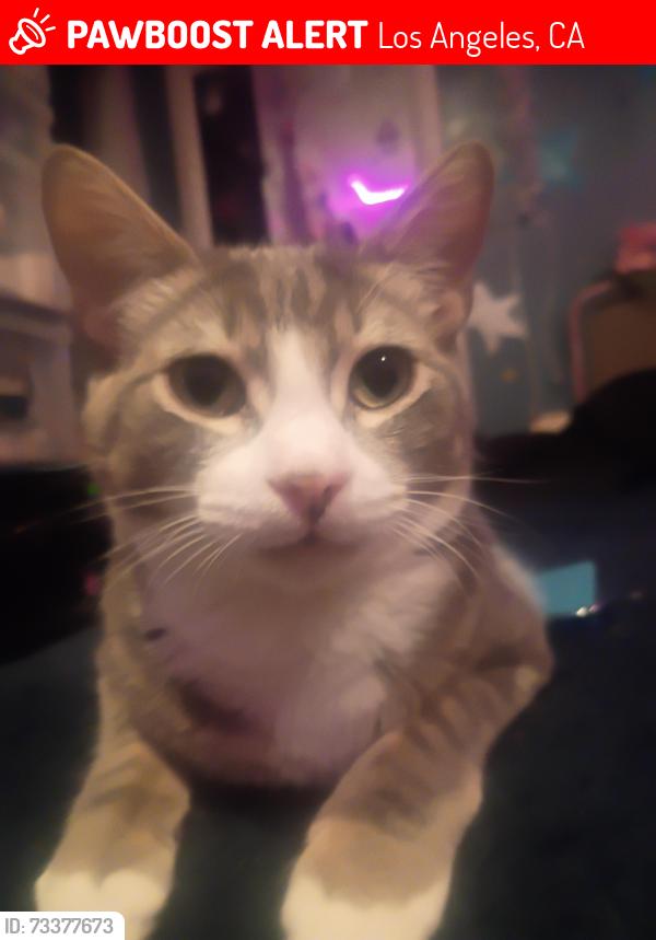 Lost Male Cat last seen Olive motel, Los Angeles, CA 90026