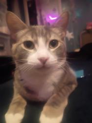 Lost Male Cat last seen Olive motel, Los Angeles, CA 90026