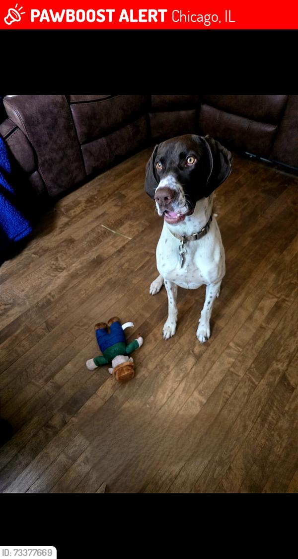 Lost Male Dog last seen 50th South fairfield ave, Chicago, IL 60632