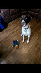 Lost Male Dog last seen 50th South fairfield ave, Chicago, IL 60632