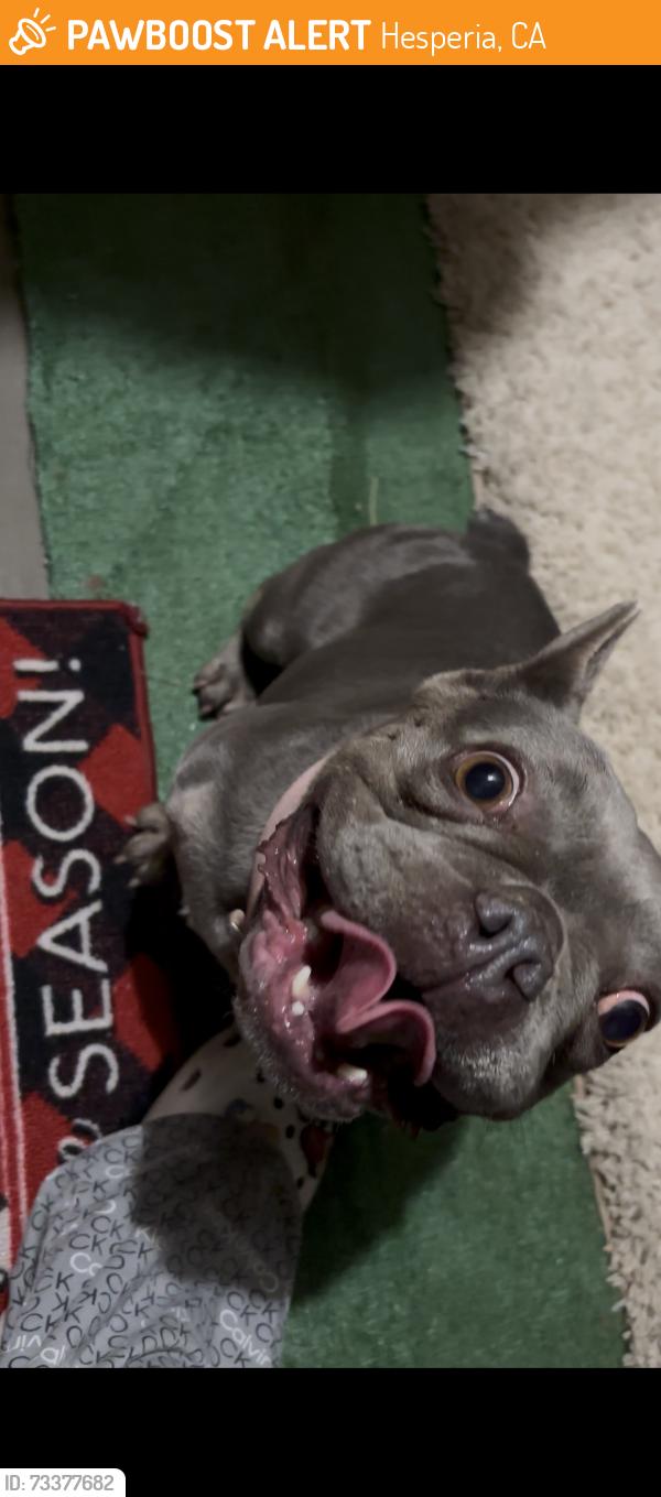 Found/Stray Female Dog last seen hesperia, Hesperia, CA 92345