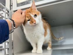 Shelter Stray Male Cat last seen Near Randall Avenue, BRONX, NY, 10473, 326 E 110th St, New York, NY 10029, USA