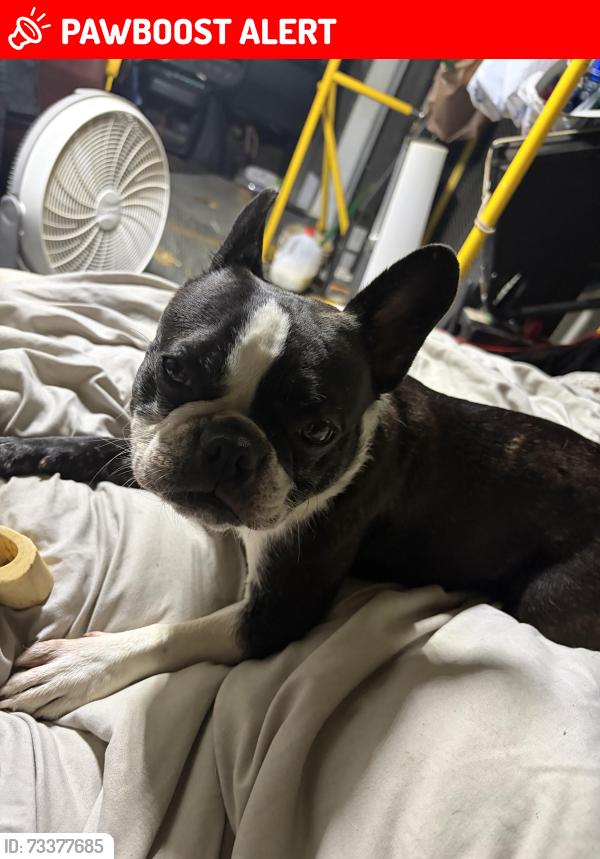 Lost Female Dog last seen Mt view elementary school, Snohomish County, WA 98204