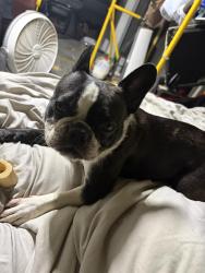 Lost Female Dog last seen Mt view elementary school, Snohomish County, WA 98204