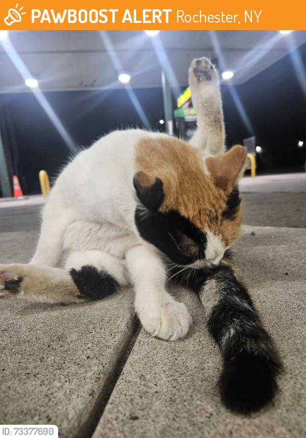 Found/Stray Unknown Cat last seen Kwik Fill, Rochester, NY 14625