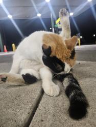 Found/Stray Unknown Cat last seen Kwik Fill, Rochester, NY 14625