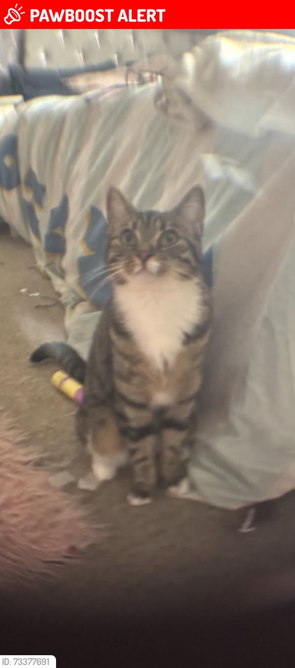 Lost Female Cat last seen Tilehurst, Tilehurst, England RG30 4HN