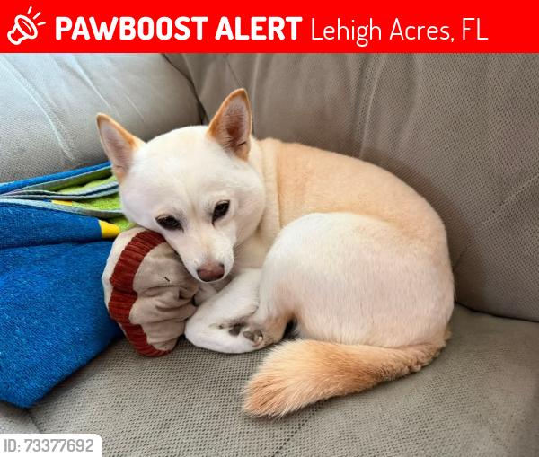 Lost Female Dog last seen Robert and 3rd, Lehigh Acres, FL 33936