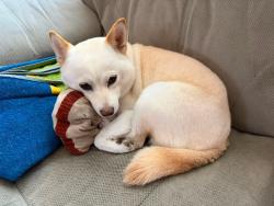 Lost Female Dog last seen Robert and 3rd, Lehigh Acres, FL 33936