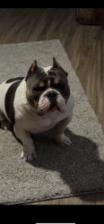 Lost Male Dog last seen Mounds rd, Muncie, IN 47305