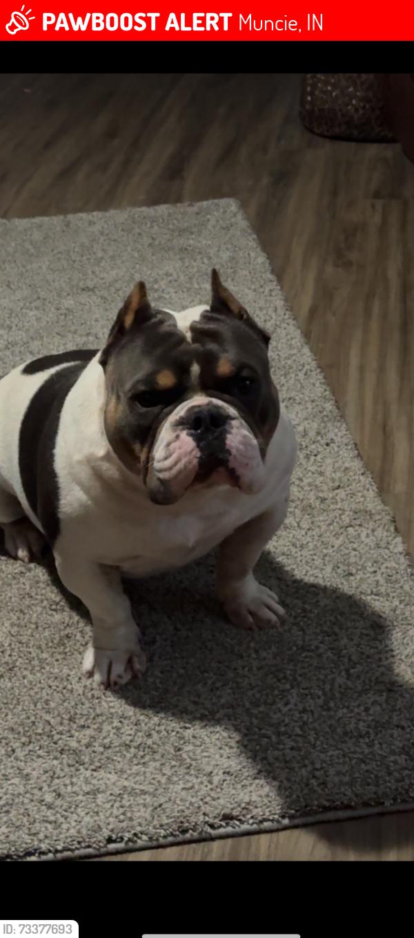 Lost Male Dog last seen Mounds rd, Muncie, IN 47305