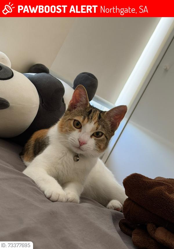 Lost Female Cat last seen Neale Lane, Northgate, SA 5085