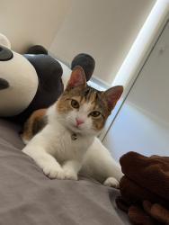 Lost Female Cat last seen Neale Lane, Northgate, SA 5085