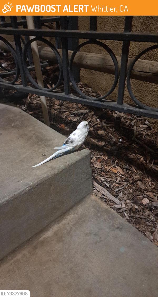 Found/Stray Unknown Bird last seen Milton ave, Whittier, CA 90602