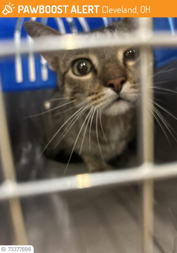 Found/Stray Male Cat last seen Meijer Fairfax Market, Cleveland, OH 44113