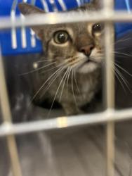 Found/Stray Male Cat last seen Meijer Fairfax Market, Cleveland, OH 44113