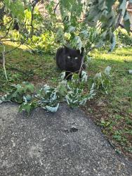 Found/Stray Unknown Cat last seen Between East Capitol Street and Central Ave, Washington, DC 20019