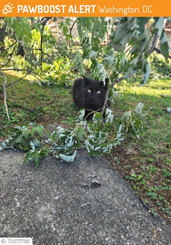 Found/Stray Unknown Cat last seen Between East Capitol Street and Central Ave, Washington, DC 20019