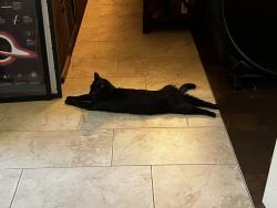 Lost Male Cat last seen 139th & Santa Fe, Oklahoma City, OK 73170