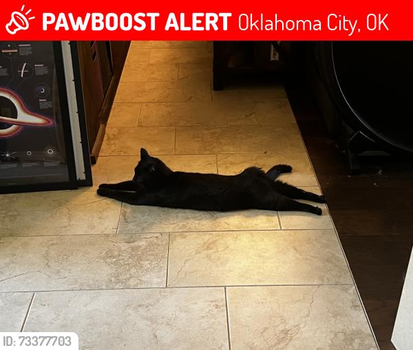 Lost Male Cat last seen 139th & Santa Fe, Oklahoma City, OK 73170