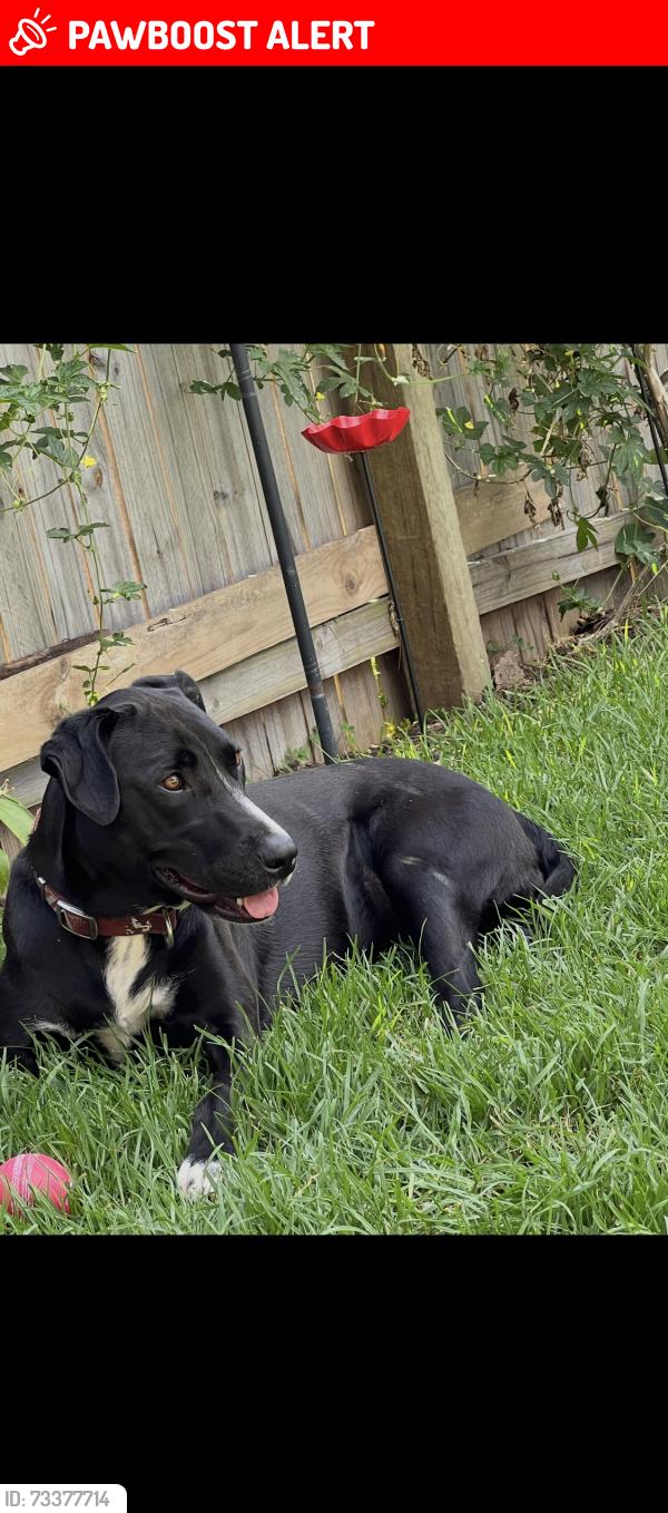 Lost Female Dog last seen Bushland sunbird and coolabah, Redbank Plains, QLD 4301