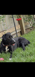 Lost Female Dog last seen Bushland sunbird and coolabah, Redbank Plains, QLD 4301