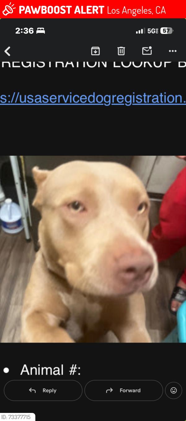 Lost Female Dog last seen Gladys between 6th and 5th st, Los Angeles, CA 90021