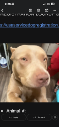 Lost Female Dog last seen Gladys between 6th and 5th st, Los Angeles, CA 90021