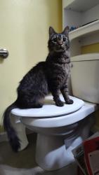Found/Stray Unknown Cat last seen Terra apts, Federal Way, WA 98023