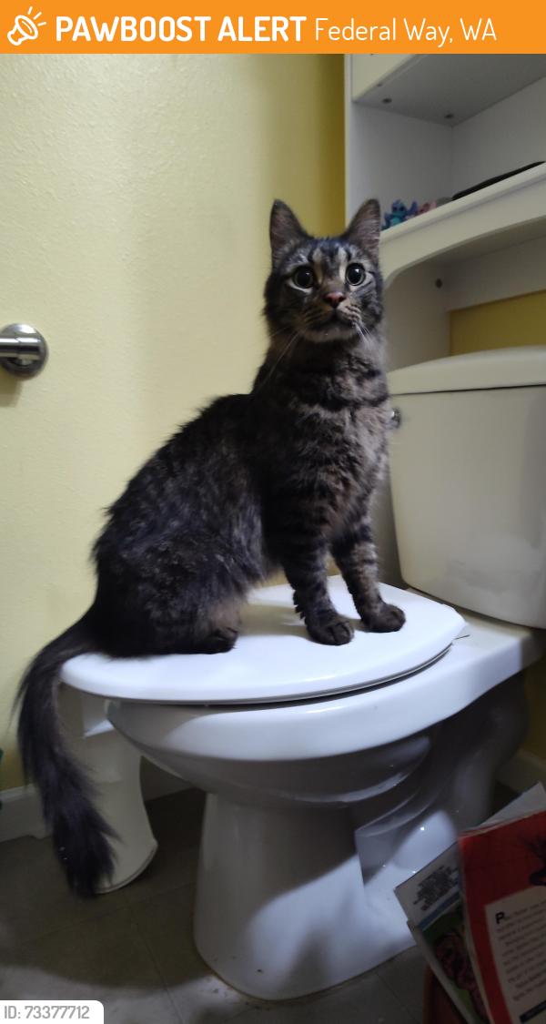 Found/Stray Unknown Cat last seen Terra apts, Federal Way, WA 98023