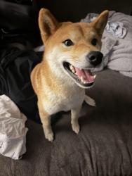 Lost Male Dog last seen Becker Port St. Lucie, Port St. Lucie, FL 34953