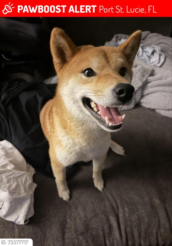 Lost Male Dog last seen Becker Port St. Lucie, Port St. Lucie, FL 34953