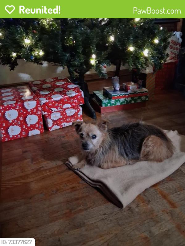 Reunited Female Dog last seen on the corner of Brookline Ave. and Olney st., Rosemead, CA 91770