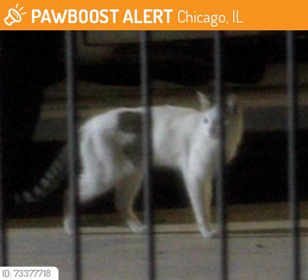 Found/Stray Unknown Cat last seen shell gas station; on the side by the trash bin, Chicago, IL 60651