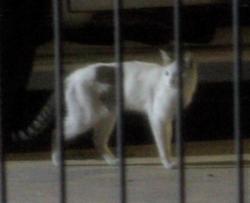 Found/Stray Unknown Cat last seen shell gas station; on the side by the trash bin, Chicago, IL 60651
