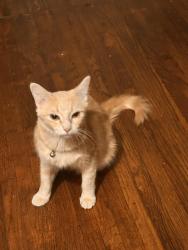 Found/Stray Unknown Cat last seen Brothers, New Orleans, LA 70130