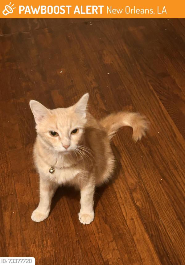 Found/Stray Unknown Cat last seen Brothers, New Orleans, LA 70130